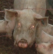 piggies3.jpg
